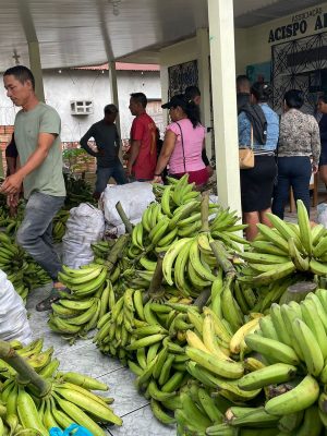 O Governo do Amazonas, por meio da Secretaria de Estado de Produção Rural (Sepror), concluiu, hoje (28), em São Paulo de Olivença (a 985 quilômetros de Manaus), a entrega de mais de sete toneladas de produtos agrícolas e pescado, adquiridos de 15 produtores familiares e pescadores manejadores locais, para imediata doação dentro do Programa de Aquisição de Alimentos (PAA) modalidade Indígena, beneficiando dezenas de famílias cadastradas junto ao serviço social do município.