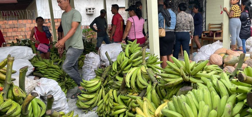 O Governo do Amazonas, por meio da Secretaria de Estado de Produção Rural (Sepror), concluiu, hoje (28), em São Paulo de Olivença (a 985 quilômetros de Manaus), a entrega de mais de sete toneladas de produtos agrícolas e pescado, adquiridos de 15 produtores familiares e pescadores manejadores locais, para imediata doação dentro do Programa de Aquisição de Alimentos (PAA) modalidade Indígena, beneficiando dezenas de famílias cadastradas junto ao serviço social do município.